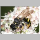 Crabro cribrarius - Grabwespe m04 11mm.jpg